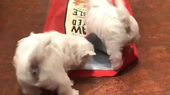 Puppies Playing With A Bag